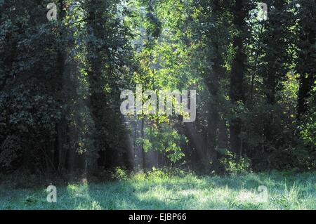 im Nebel der Sonnenschein Stockfoto