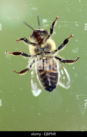 Biene von unter Stockfoto