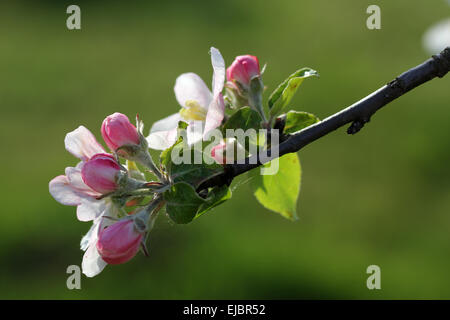 Apfelblüten und Knospen (Gravensteiner) Stockfoto