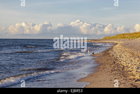 Weststrand auf dem Darß Stockfoto