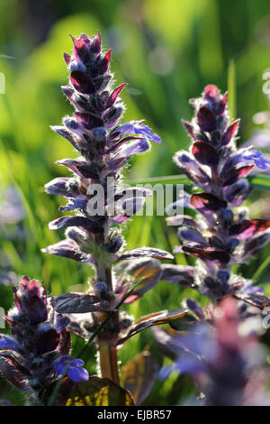 Blaue Bugle Stockfoto
