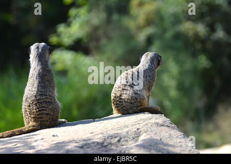 Zwei Erdmännchen auf Felsen Stockfoto