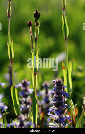 Nelke und Blue Bugle Stockfoto