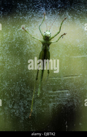 Große grüne Bush-Cricket Stockfoto