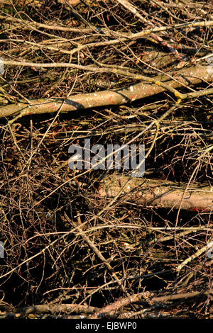 Holz Stockfoto