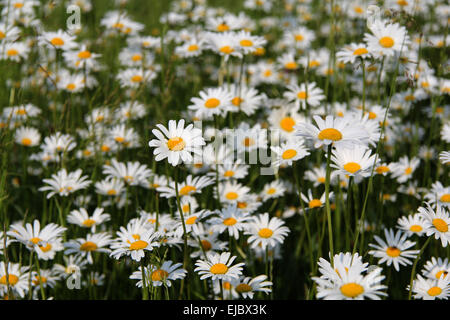 Ochsen-Auge Gänseblümchen, Oxeye daisy Stockfoto