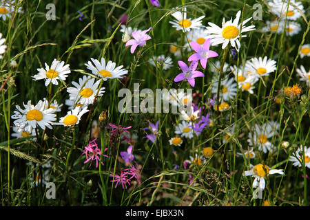 Ochsen-Auge Gänseblümchen, Oxeye daisy Stockfoto