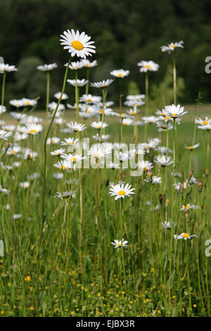 Ochsen-Auge Gänseblümchen, Oxeye daisy Stockfoto