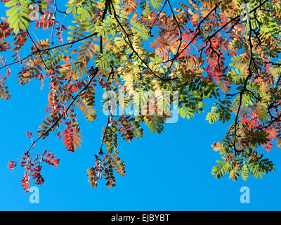 Eberesche Zweig im herbstlichen Licht Stockfoto