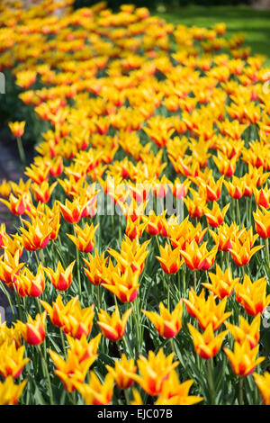 Gelbe und rote Lilie blühenden Tulpen Synaeda König Stockfoto