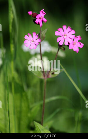 Rote Campion Stockfoto