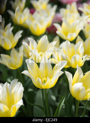 Tulpe Budlight Stockfoto