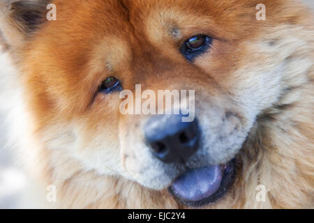 Rasse der Hund Chow-chow zu schützen Stockfoto