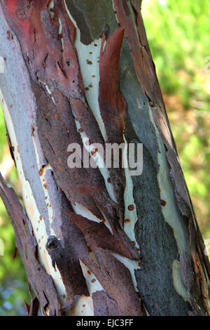 Eukalyptus Stockfoto