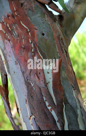 Eukalyptus Stockfoto