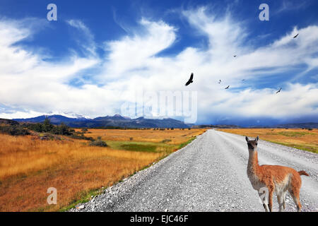 Neugierig beobachten die Straße Lama Stockfoto