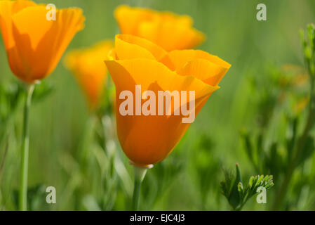 California Orange Mohn Makro Nahaufnahme Stockfoto