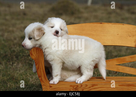 Border-Collie-Welpen Stockfoto