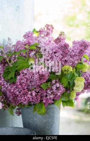 Schneiden Sie die Stiele von lila Blüten (Syringa Vulgaris) und Bush Schneeball (Viburnum Opulus 'Roseum') im Frühjahr Stockfoto