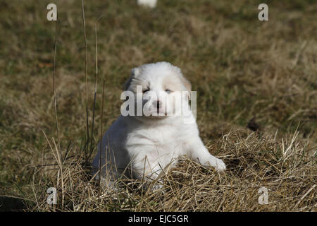 Border-Collie-Welpen Stockfoto