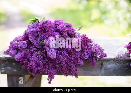 Schneiden Sie die Stiele der Flieder blüht (Syringa Vulgaris) im Frühjahr Stockfoto