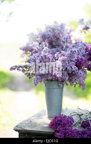 Schneiden Sie die Stiele der Flieder blüht (Syringa Vulgaris) im Frühjahr Stockfoto