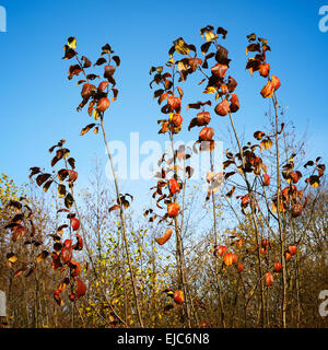 Bunte Blätter im Herbst Stockfoto