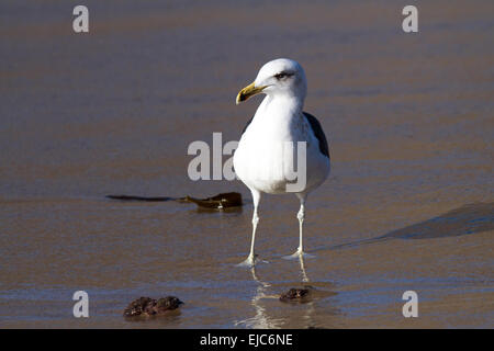 Kelp Gull Stockfoto