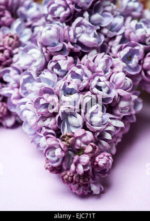 Doppelte Flieder (Syringa Vulgaris)-Alice Christiansen Stockfoto