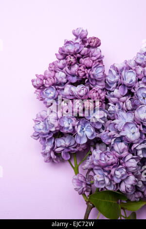 Doppelte Flieder (Syringa Vulgaris)-Alice Christiansen Stockfoto