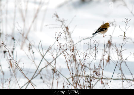 Ein Nashville Warbler (Vermivora Ruficapilla) thront auf ein Unkraut im Winter mit Schnee Hintergrund. Stockfoto