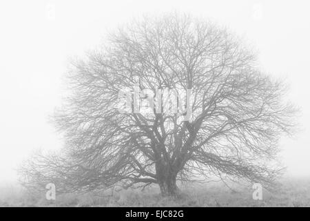 Weide im Nebel, Rhön, Deutschland Stockfoto