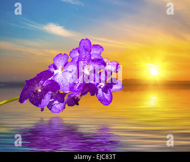 Blaue Vanda Coerulea Orchidee Stockfoto