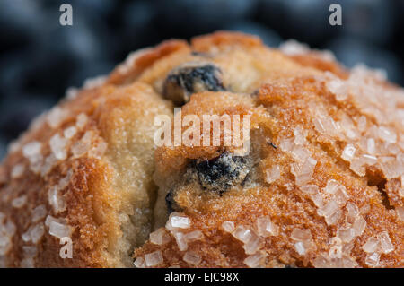 Blueberry Muffin hautnah Stockfoto