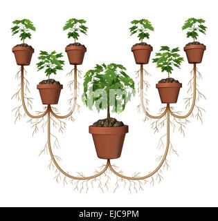 Multiplizieren Gewinne und Investitionen Geschäftskonzept Diagramm durchschnittliche Wachstumsrate, wie ein Baum in einem Pflanzen Topf Ausbau mit einer Gruppe von neuen Setzlinge als ein Symbol für Ausbau und Erfolg. Stockfoto