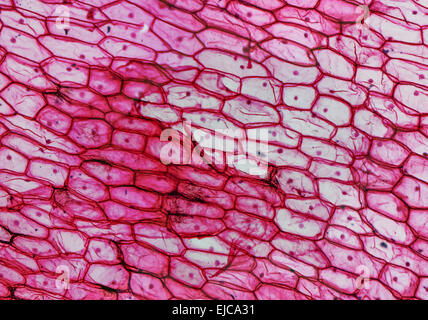 Zwiebel Epidermus Schliffbild Stockfoto