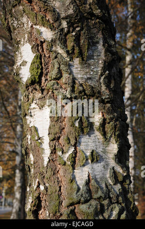 Silver birch Stockfoto