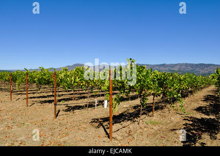 Napa Valley Weinberg Stockfoto