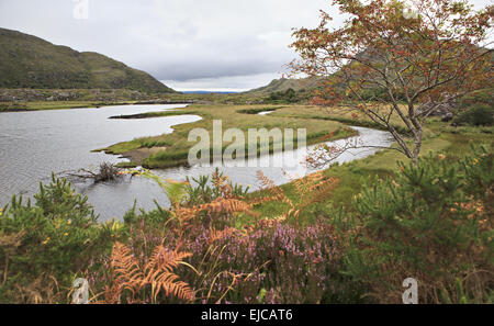 Schöne Vegetation nahe Obersee. Stockfoto