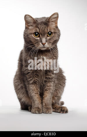 graue Katze auf weiß Stockfoto