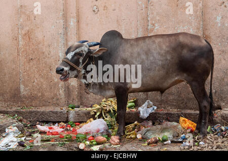 Heilige Kuh in Indien Stockfoto
