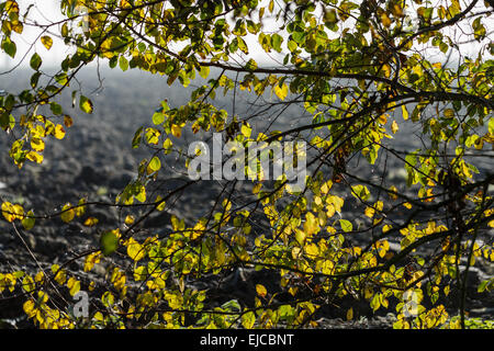 Herbstlaub im Nebel Stockfoto