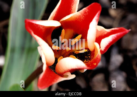 Rote offene Tulpen blühen Stockfoto