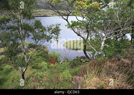 Schöne Vegetation nahe Obersee. Stockfoto