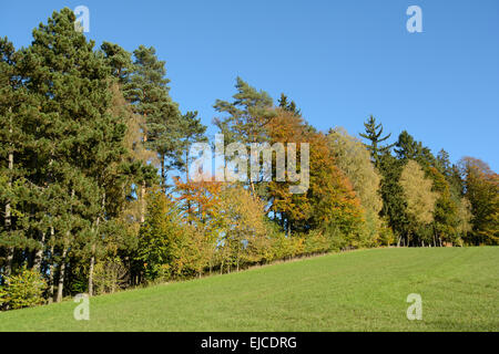 Bunt gemischt Wald an einem sonnigen Herbsttag Stockfoto