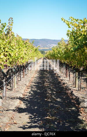 Weinberg im Herbst Stockfoto