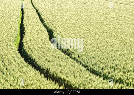 Verarbeitung von Getreide Stockfoto