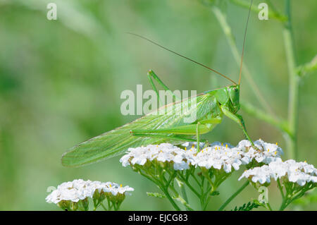 Heuschrecke Stockfoto