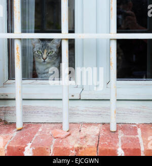 Katze im Fenster Stockfoto