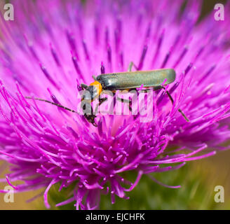 Pest Soldat Käfer (Chauliognathus Lugubris) Fütterung auf eine Distel Flowerhead, New-South.Wales, Australien Stockfoto